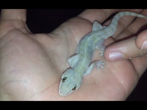 The Nocturnal Wildlife of Jamaica